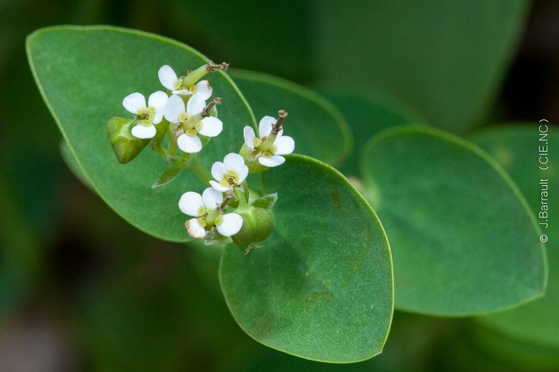 Euphorbia obliqua photo 4