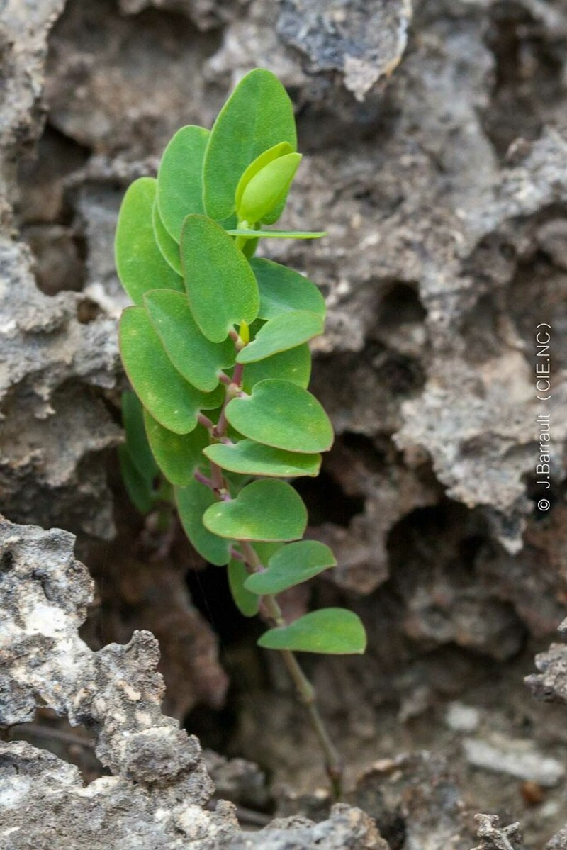 Euphorbia obliqua photo 5