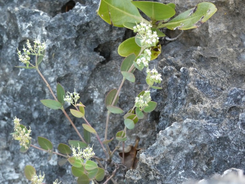 Euphorbia obliqua photo 6