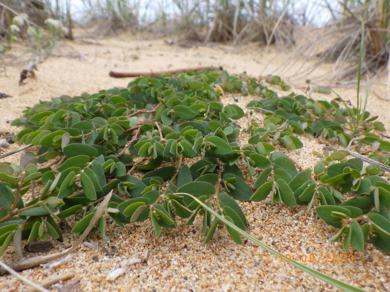 Euphorbia obliqua photo 7