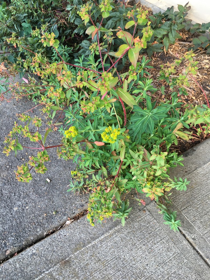 Eggleaf Spurge photo 2