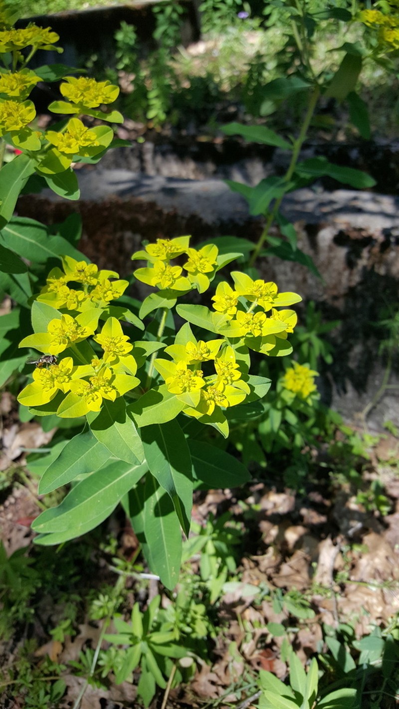 Eggleaf Spurge photo 3