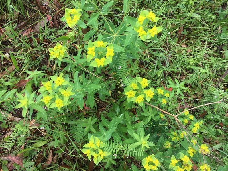 Eggleaf Spurge photo 4