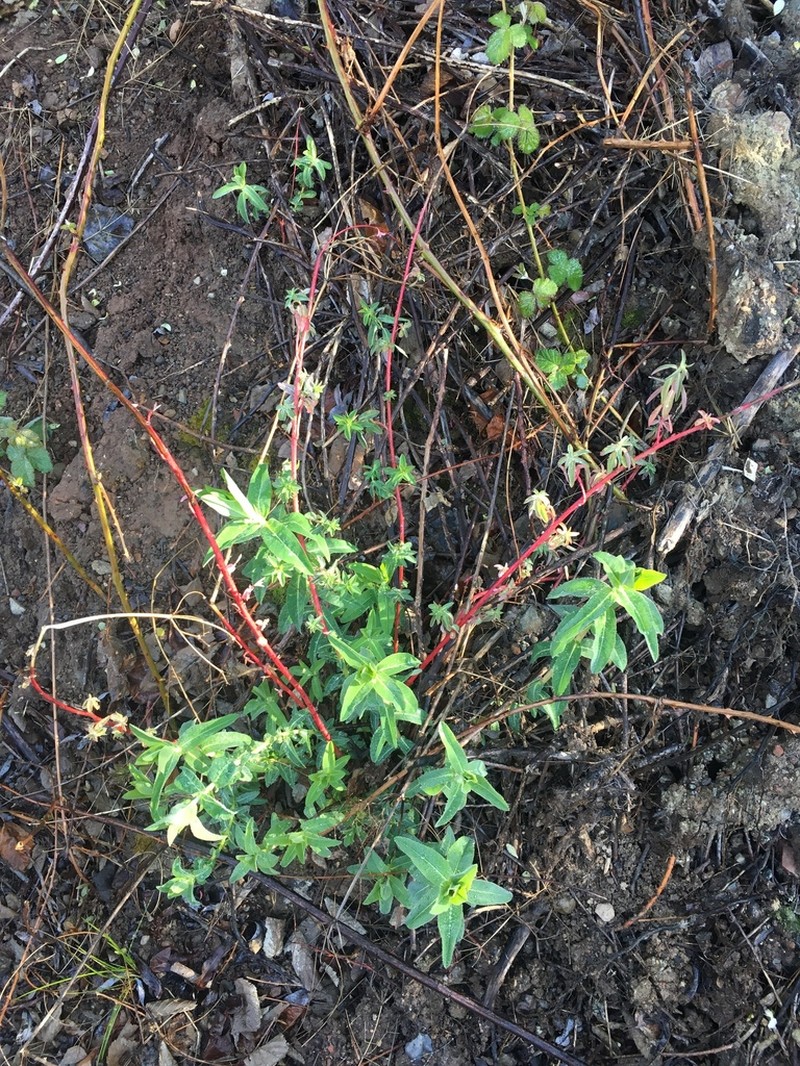 Eggleaf Spurge photo 5