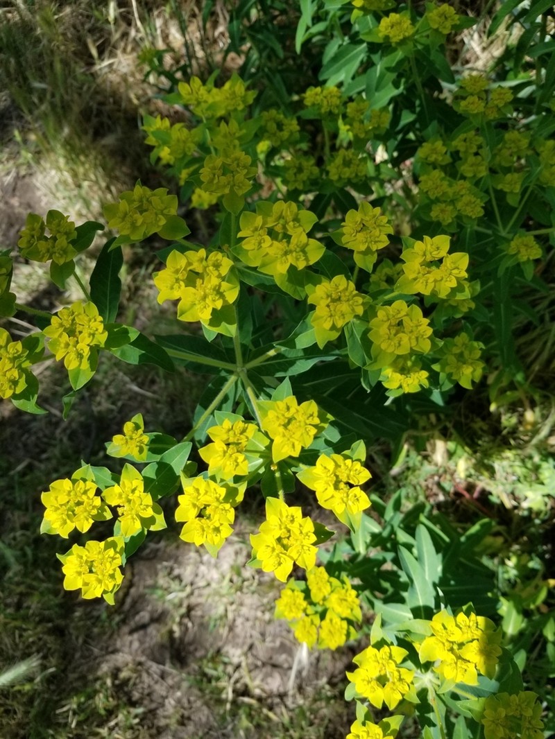 Eggleaf Spurge photo 6
