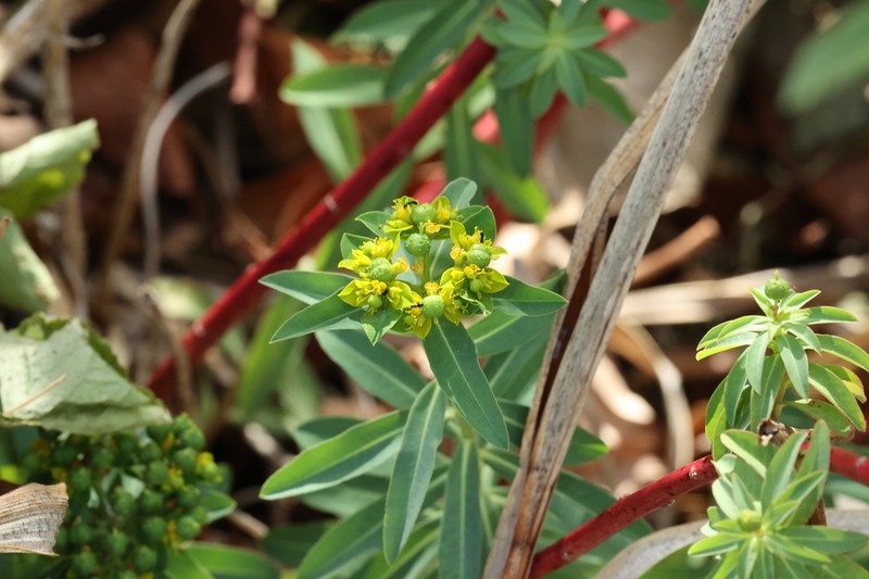 Eggleaf Spurge photo 7