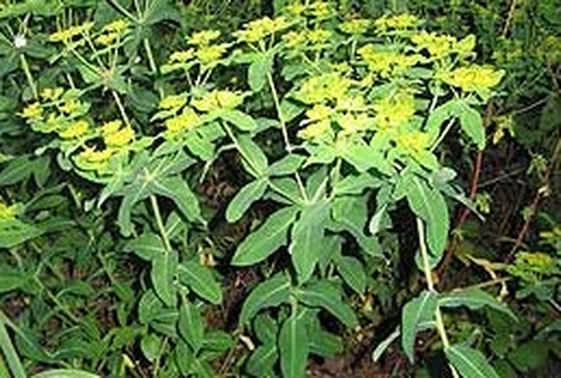 Eggleaf Spurge