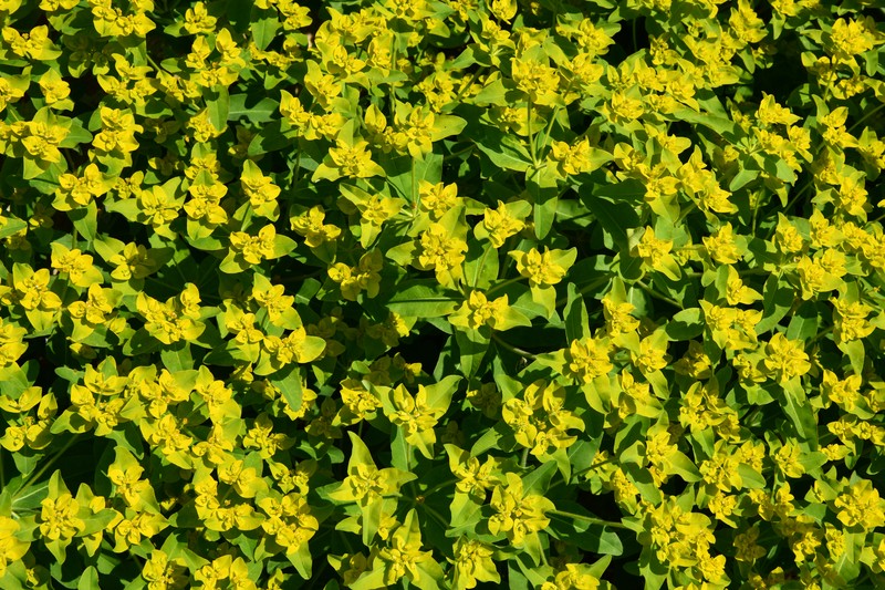 Eggleaf Spurge photo 2