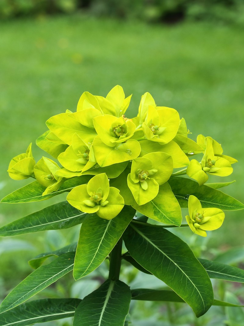 Eggleaf Spurge photo 3