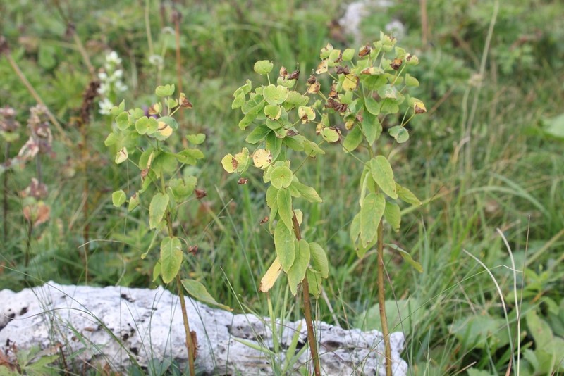 Euphorbia oblongifolia photo 2