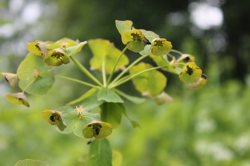 Euphorbia oblongifolia photo 3