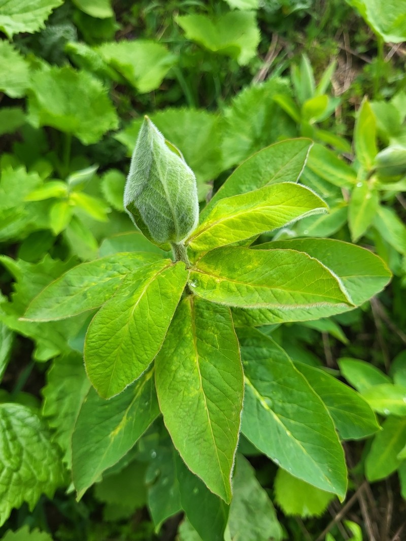 Euphorbia oblongifolia photo 4