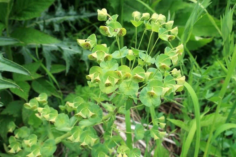 Euphorbia oblongifolia photo 5