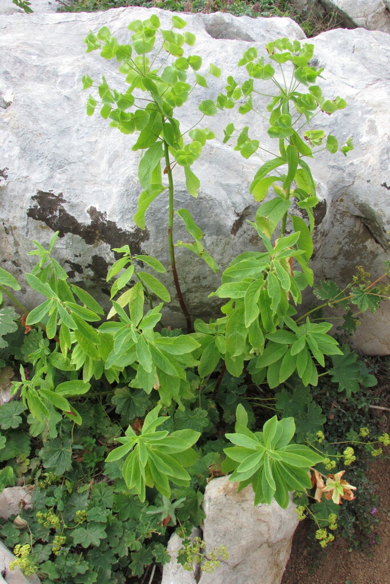 Euphorbia oblongifolia photo 6
