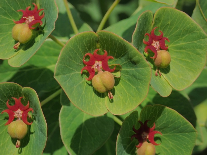 Euphorbia oblongifolia photo 7
