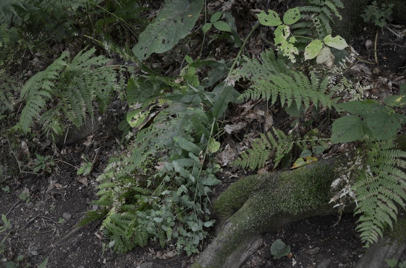 Euphorbia oblongifolia photo 8