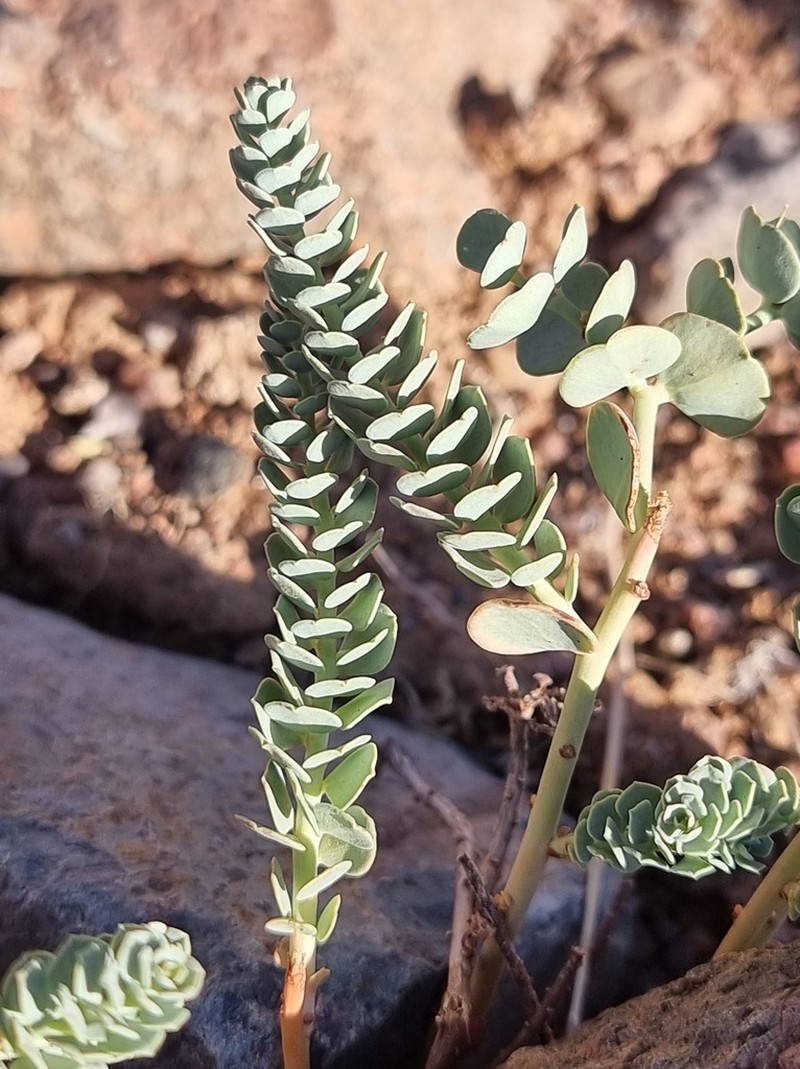 Euphorbia obovata