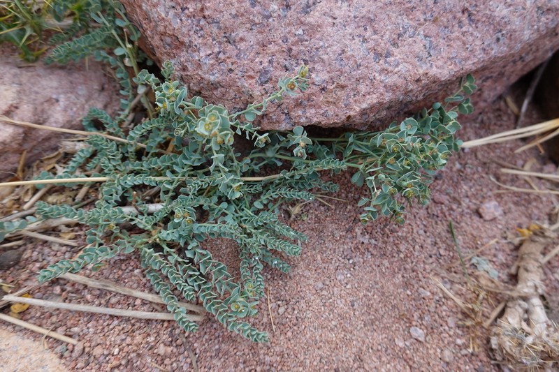 Euphorbia obovata photo 2