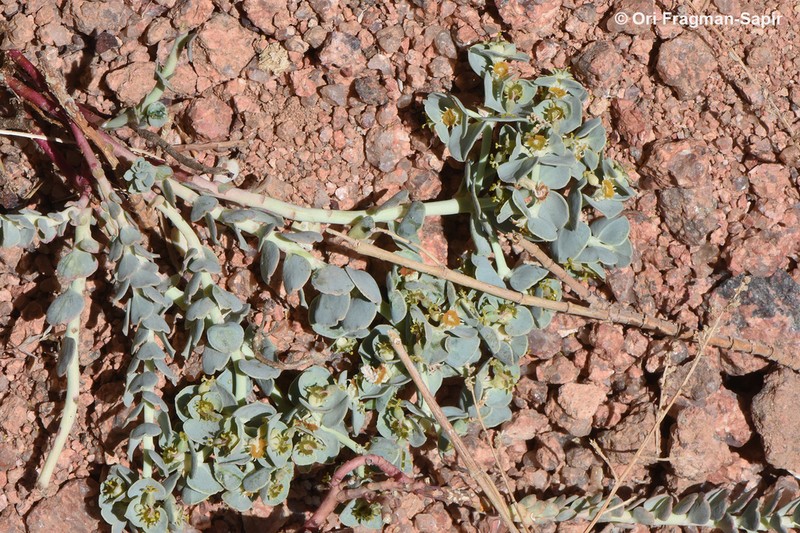 Euphorbia obovata photo 3