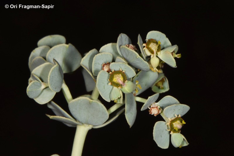 Euphorbia obovata photo 4