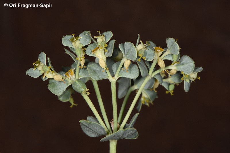 Euphorbia obovata photo 5