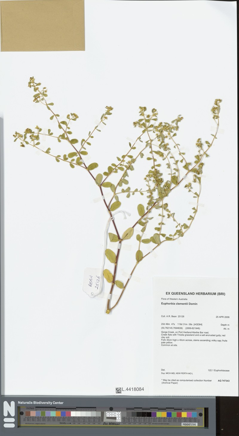 Euphorbia occidentaustralica