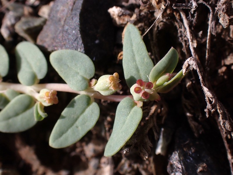 Euphorbia ocellata subsp. ocellata