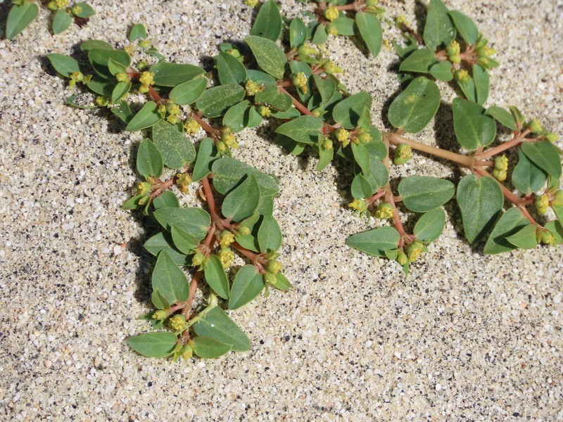 Euphorbia ocellata subsp. ocellata photo 2