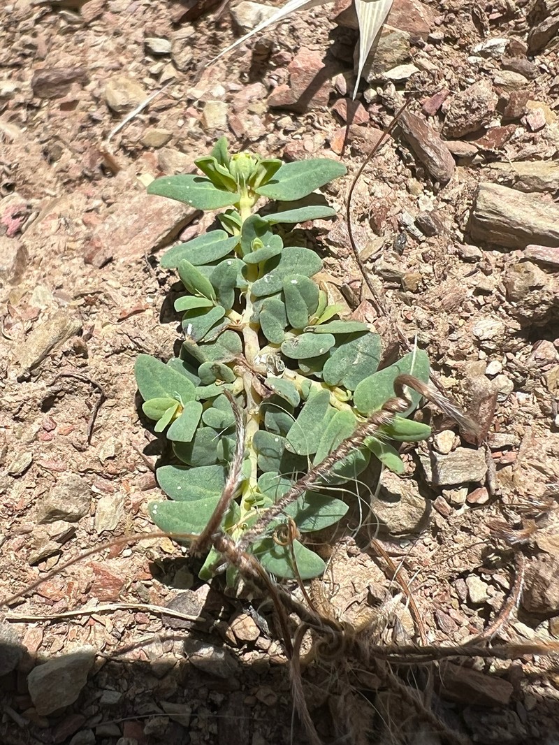 Euphorbia ocellata subsp. ocellata photo 3
