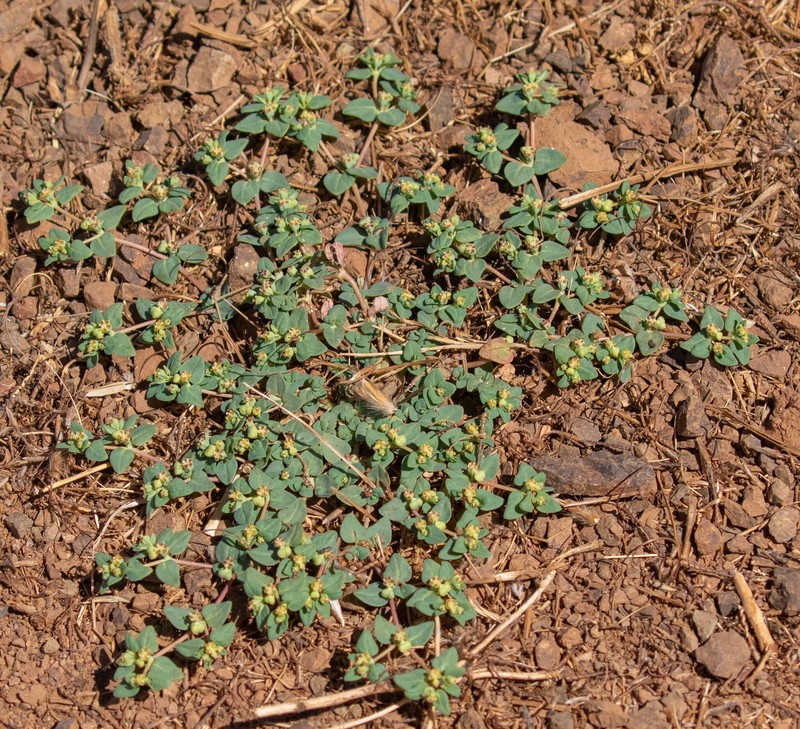 Euphorbia ocellata subsp. ocellata photo 4