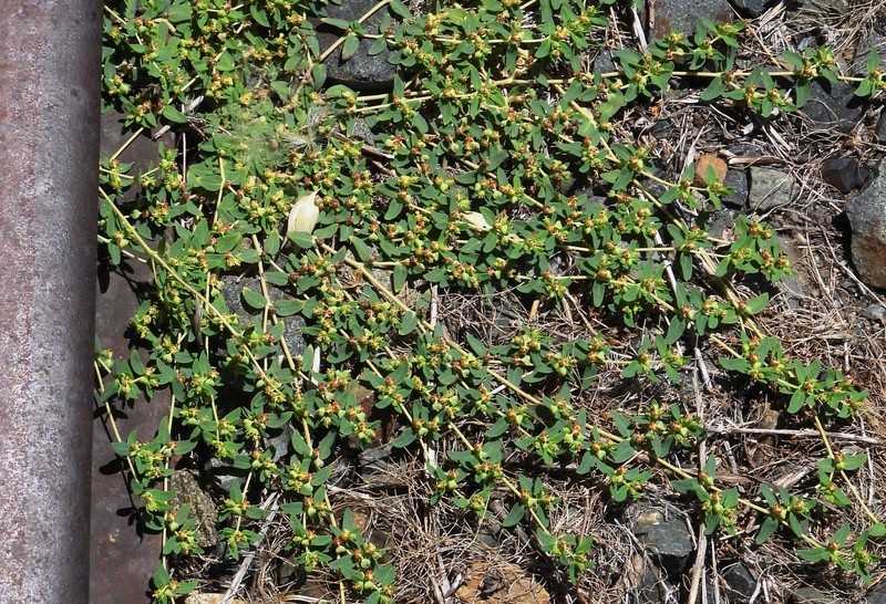 Euphorbia ocellata subsp. ocellata photo 5