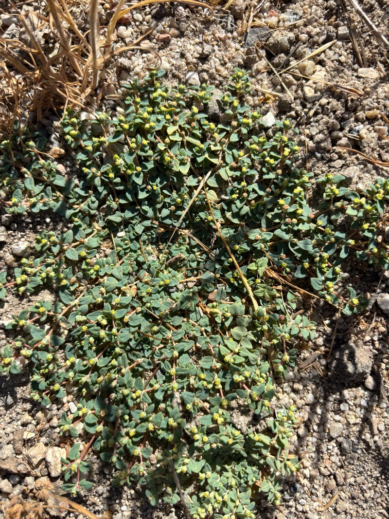 Euphorbia ocellata subsp. ocellata photo 6
