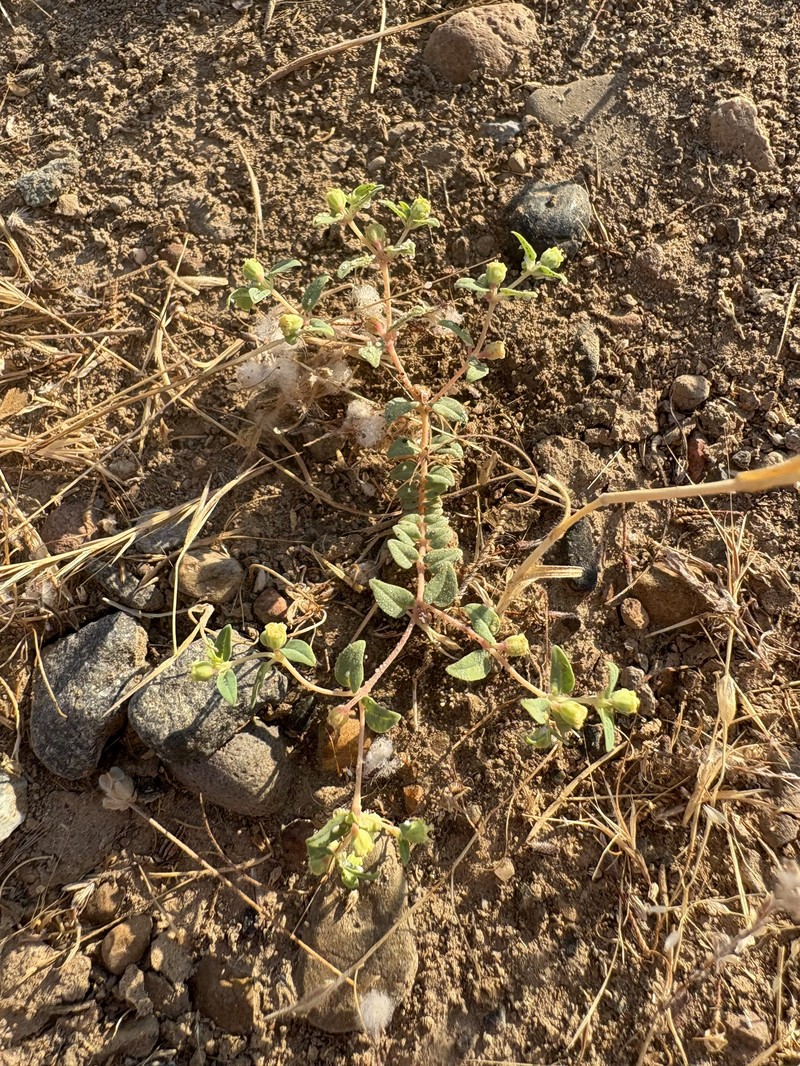 Euphorbia ocellata subsp. ocellata photo 7