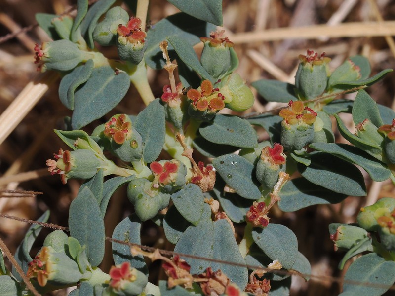 Euphorbia ocellata subsp. ocellata photo 8