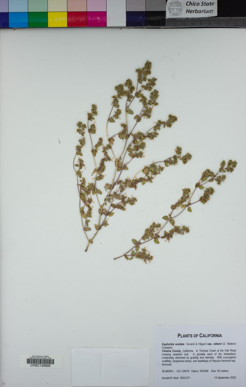Euphorbia ocellata subsp. rattanii photo 3