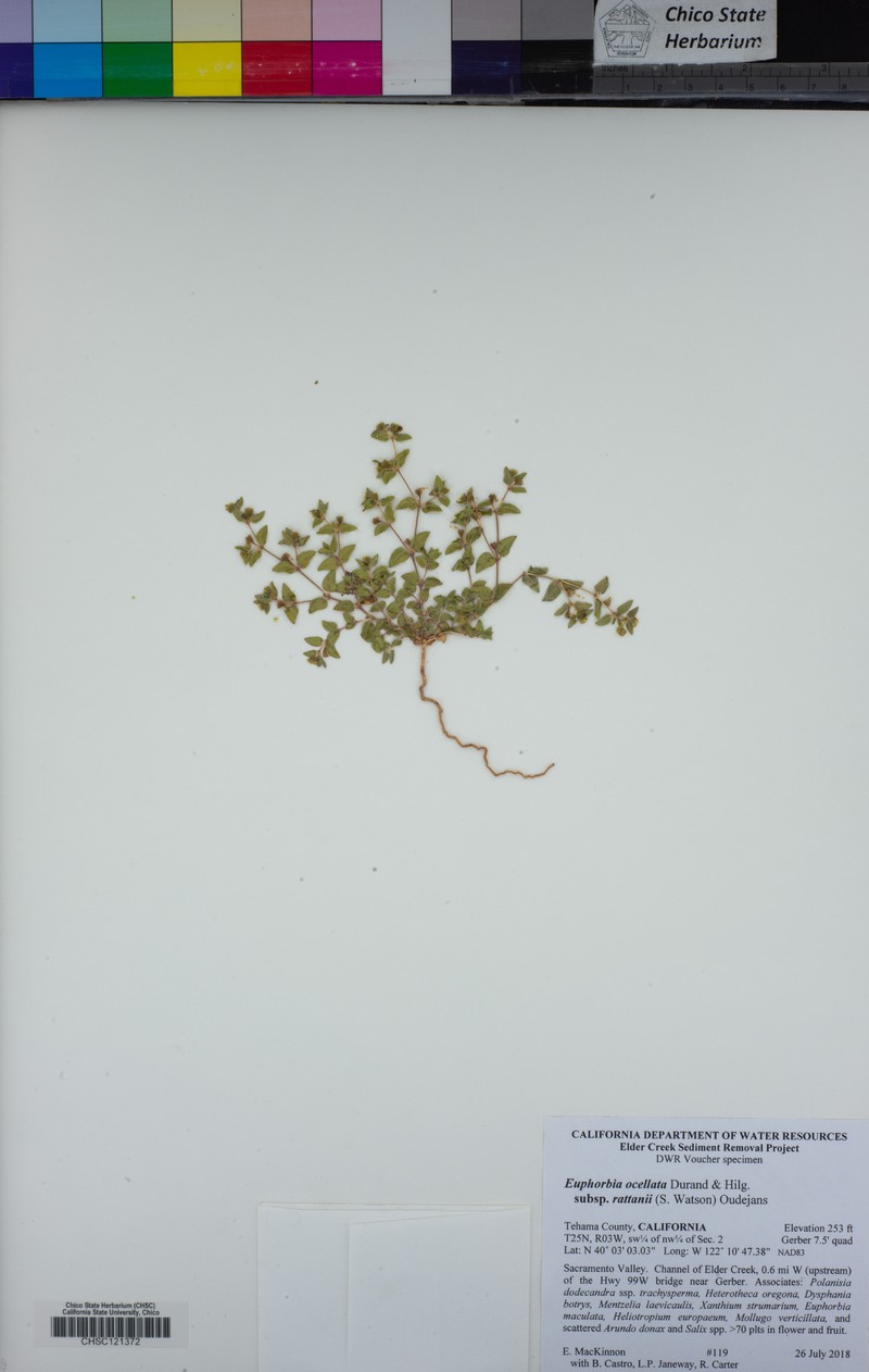 Euphorbia ocellata subsp. rattanii photo 4