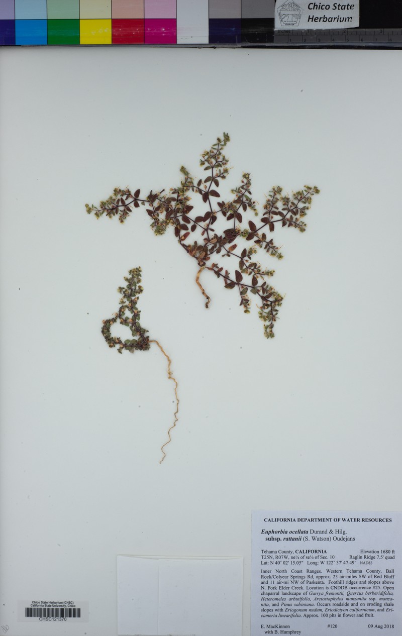 Euphorbia ocellata subsp. rattanii photo 5
