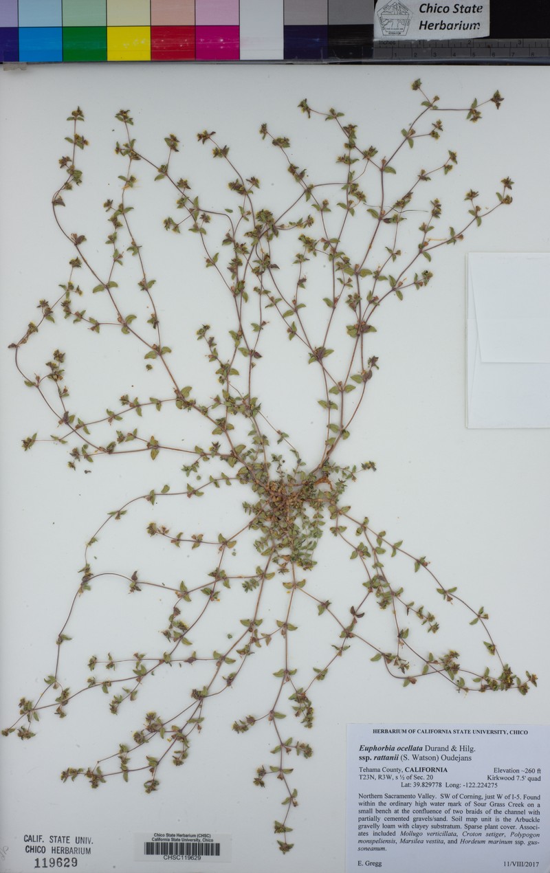 Euphorbia ocellata subsp. rattanii photo 6