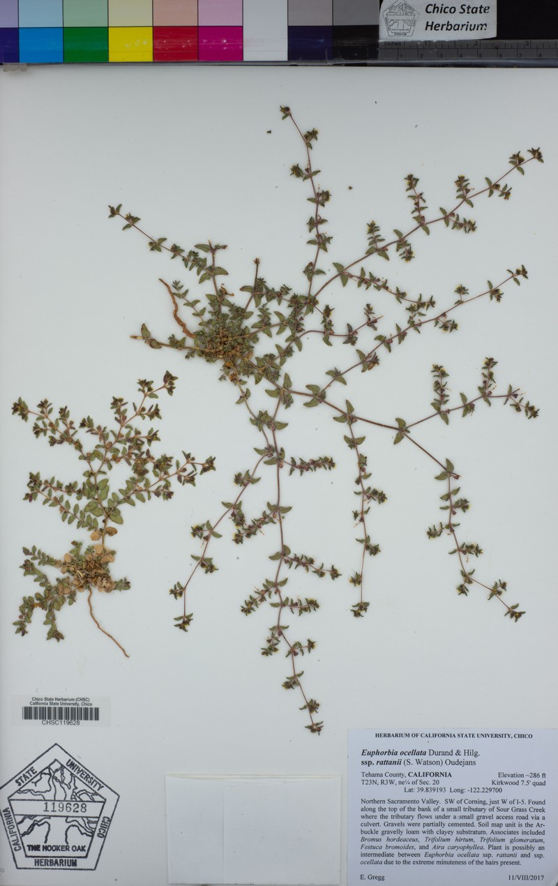 Euphorbia ocellata subsp. rattanii photo 7
