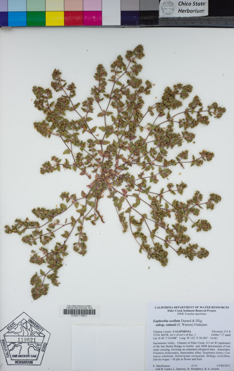 Euphorbia ocellata subsp. rattanii photo 8