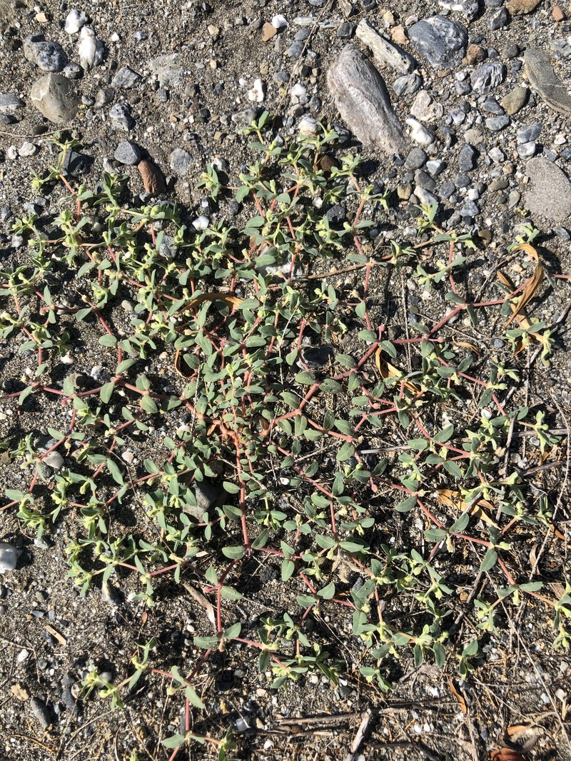 Euphorbia ocellata subsp. rattanii