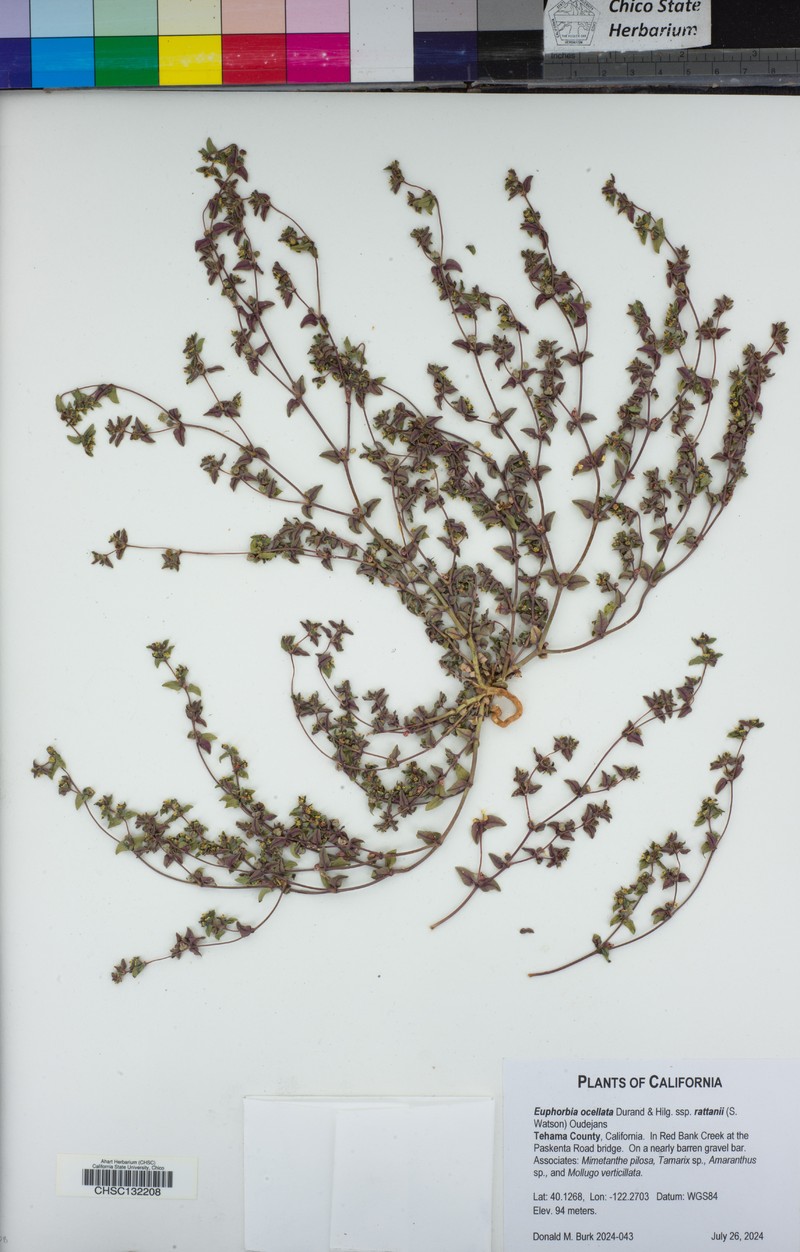 Euphorbia ocellata subsp. rattanii photo 2