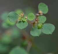 Euphorbia ocymoidea