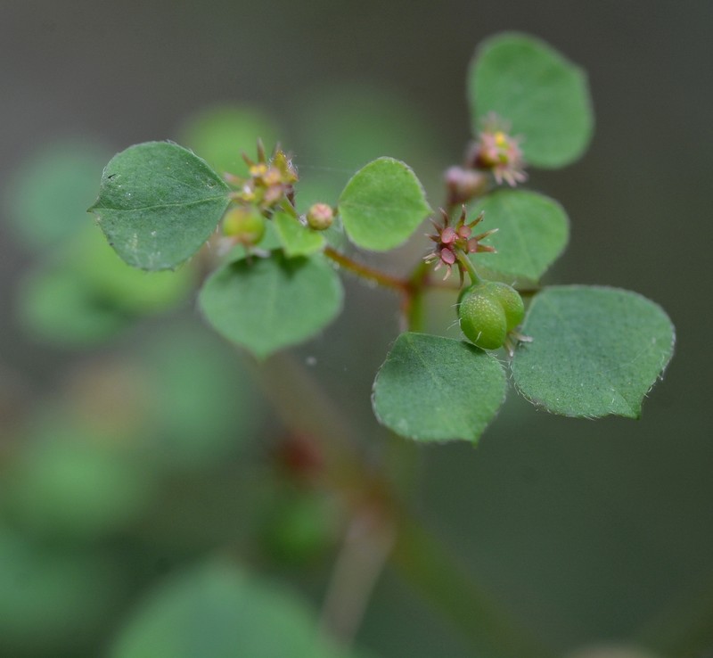 Euphorbia ocymoidea