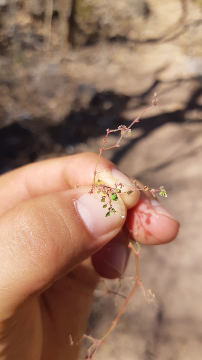 Euphorbia ocymoidea photo 2