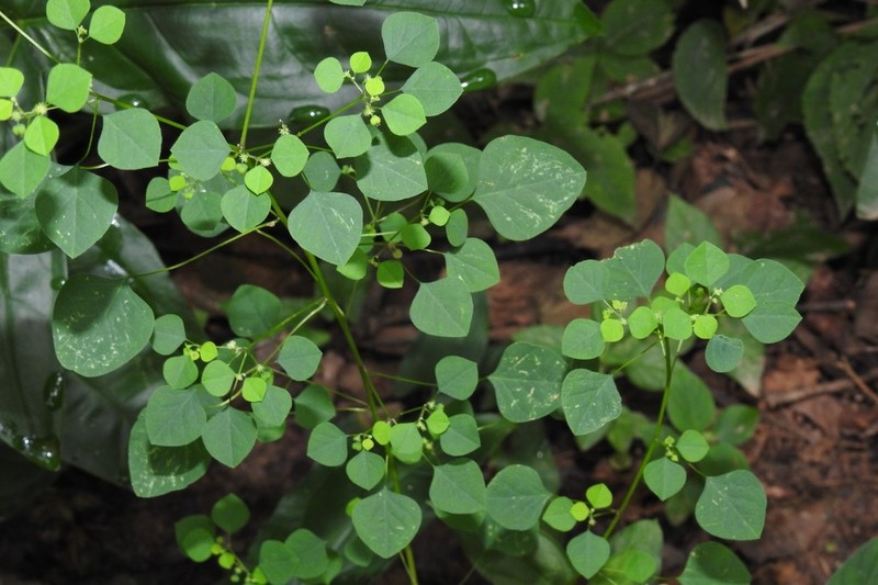 Euphorbia ocymoidea photo 3