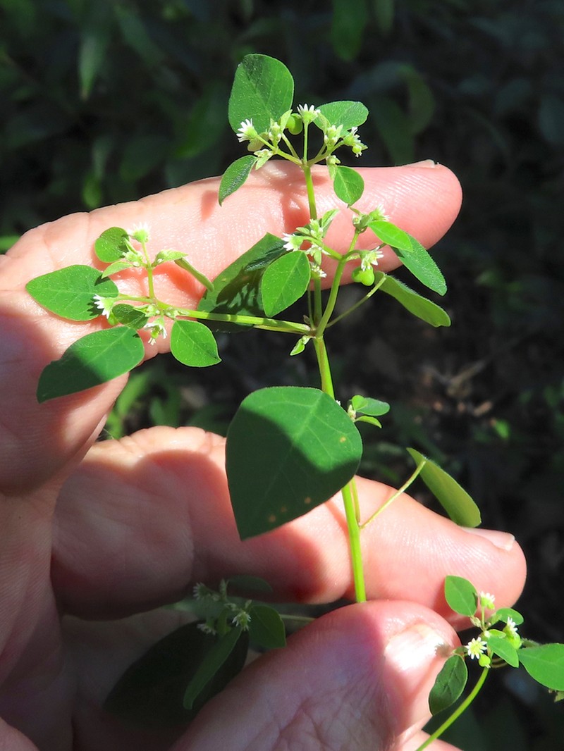 Euphorbia ocymoidea photo 4