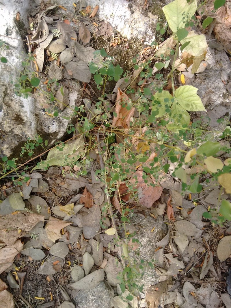 Euphorbia ocymoidea photo 7