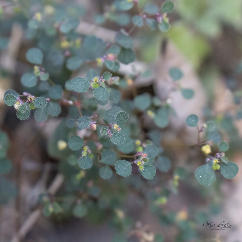 Euphorbia ocymoidea photo 8