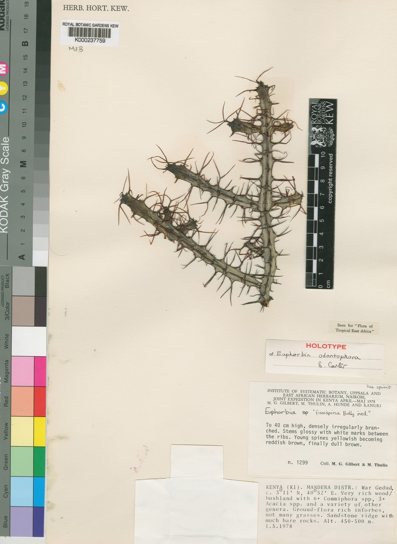 Euphorbia odontophora photo 2